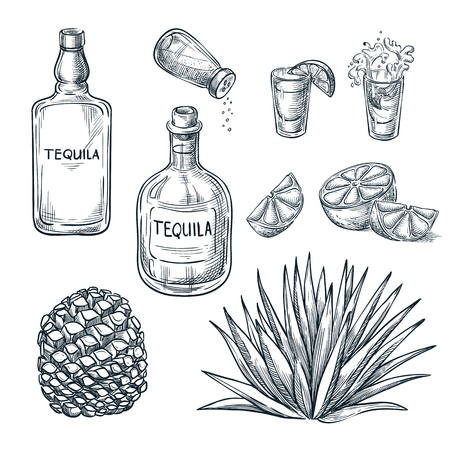 Tequila bottle, shot glass and ingredients, vector sketch. Mexican alcohol drinks menu design elements. Agave plant and root illustration.のイラスト素材