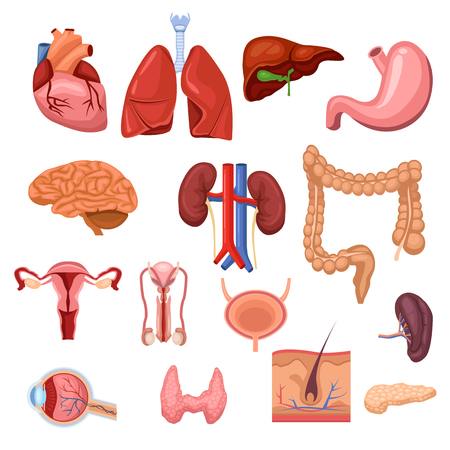 Human internal organs. Vector flat anatomy symbols illustration. Isolated icons set.のイラスト素材