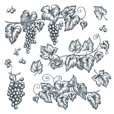 Grape vine sketch vector illustration. Hand drawn isolated design elements.のイラスト素材