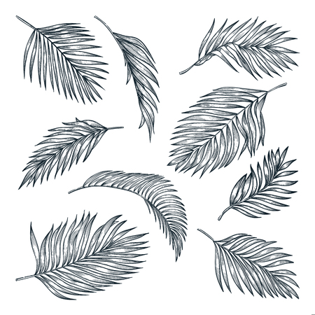 Tropical coconut palm leaves set, isolated on white background. Vector sketch illustration. Hand drawn tropic nature and floral design elements.のイラスト素材