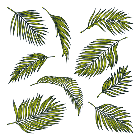 Tropical coconut palm leaves set, isolated on white background. Vector color sketch illustration. Hand drawn tropic nature and floral design elements.のイラスト素材