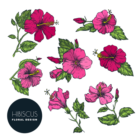 Tropical flowers set, vector color sketch illustration. Hand drawn tropic nature and floral design elements. Hibiscus isolated on white background.のイラスト素材