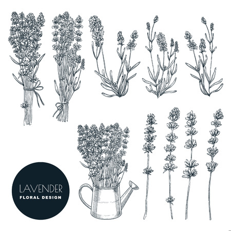Lavender flowers set, vector sketch illustration. Hand drawn bouquets and floral design elements. Lavender isolated on white background.のイラスト素材