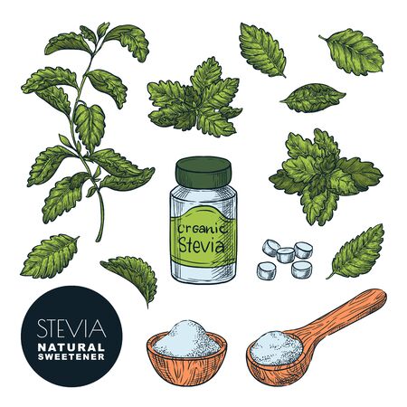 Stevia plant, leaves, powder and bottle pills. Vector sketch vintage color illustration. Natural organic sweetener, sugar healthy alternative. Hand drawn isolated design elements.のイラスト素材