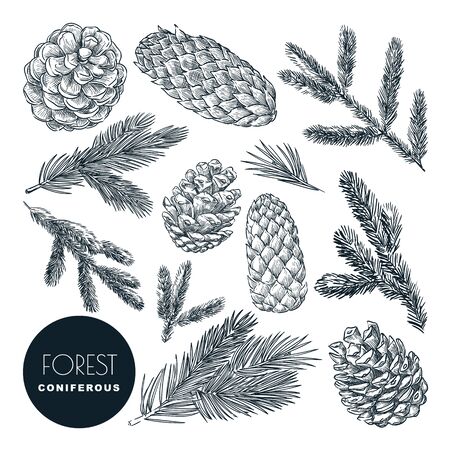 Pine and spruce tree branches and cones set. Vector sketch hand drawn illustration. Winter holiday, Christmas or New Year design elements. Autumn coniferous forest icons.のイラスト素材
