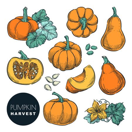Whole pumpkins and pumpkin slices isolated on white background. Color sketch vector illustration. Autumn gourd harvest. Hand drawn agriculture and farm design elements.のイラスト素材