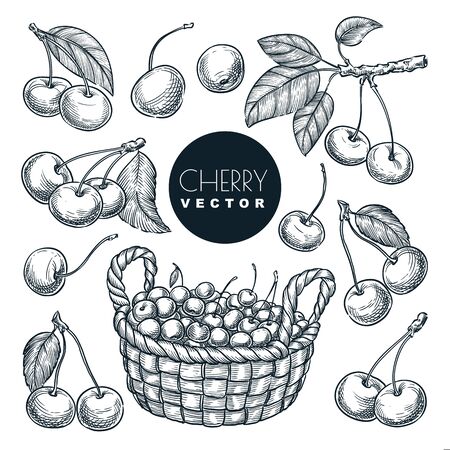 Cherry berries sketch vector illustration. Sweet berries harvest in wooden basket. Hand drawn garden agriculture and farm isolated design elements.のイラスト素材