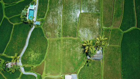 Paddy fields with the swimming poolの写真素材