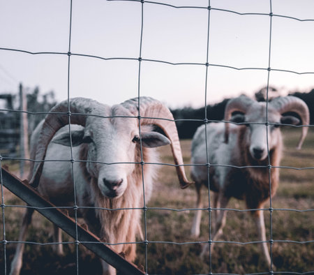 Not Forgottenの写真素材