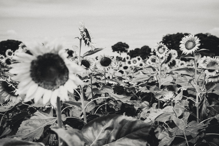 Black & White Sunflowers in Japanの写真素材