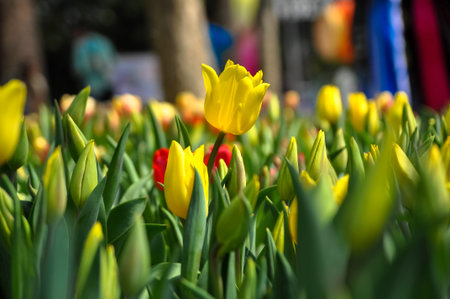 Flower tulips background. Beautiful view under sunlight.の写真素材