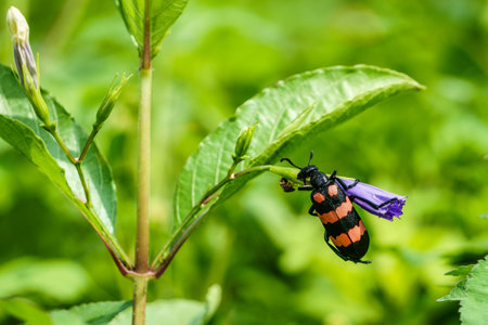 Beetle and purple flowers