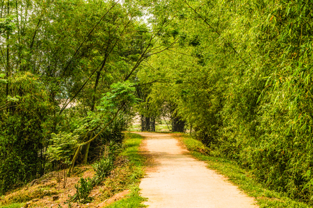 Sunlight yellow, bamboo trees on the village roadの写真素材