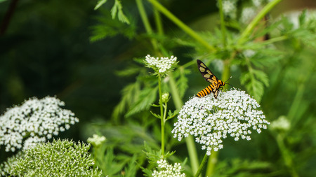 Bee and white wildflowersの写真素材