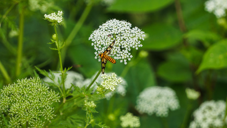 Bees and white wildflowersの写真素材