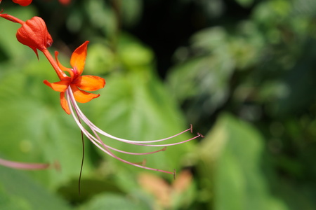 Red flower bloom in early morning sunshineの写真素材