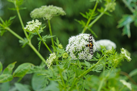 Bee on small white flowersの写真素材