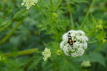 Bee on small white flowersの写真素材