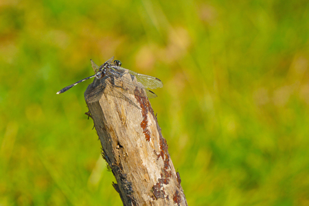 Dragonfly and wooden stake on meadow backgroundsの写真素材