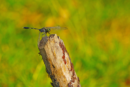 Dragonfly and wooden stake on meadow backgroundsの写真素材