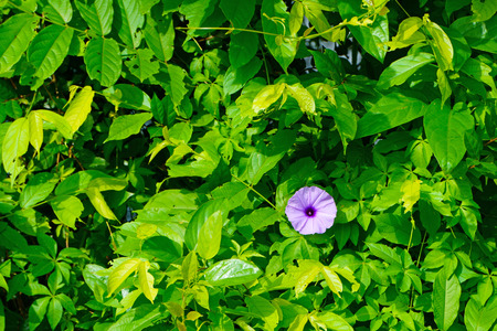 Green backgrounds of leaves on the fieldsの写真素材