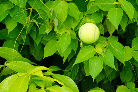 Green backgrounds of leaves on the fieldsの写真素材