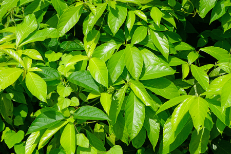 Green backgrounds of leaves on the fieldsの写真素材