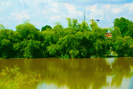 Bamboo trees by the river in the afternoon sunの写真素材