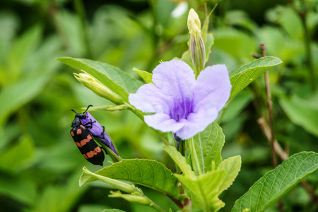 Orange blister beetle with purple wildflowersの写真素材