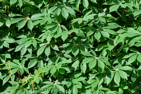 Nature background of green leaves in the fieldの写真素材