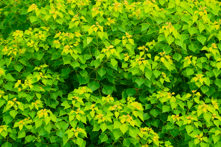 Natural background of leaves in the fieldの写真素材