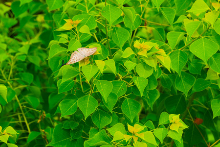 Butterfly resting on green leaves in the fieldの写真素材