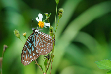 Butterfly and Bidens pilosa flowerの写真素材