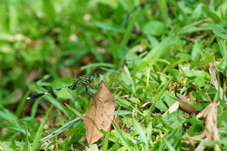 Dragonfly (Anisoptera) cling to dry leaf on the grassの写真素材