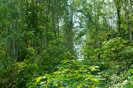 The green of the trees and leaves on the hill a sunny dayの写真素材