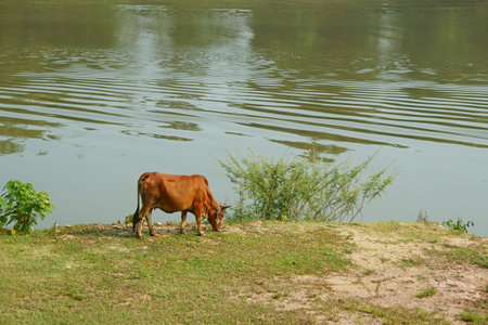 Cow grazing along the river in summer morningの写真素材