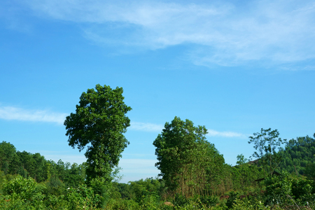Trees on hill against a bright blue skyの写真素材