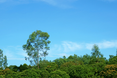 Trees on hill against a bright blue skyの写真素材