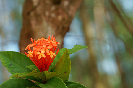 Pink ixora flowers in bloomingの写真素材