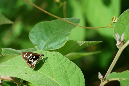 Butterfly on green leaf in the morningの写真素材