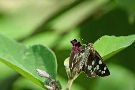 Butterfly and purple flowers in the morningの写真素材