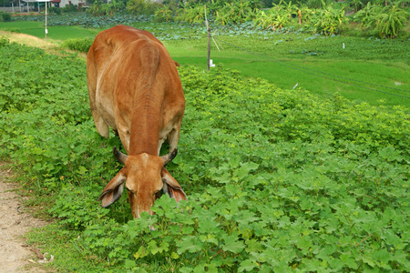 Brown cow with nature the background of green leavesの写真素材