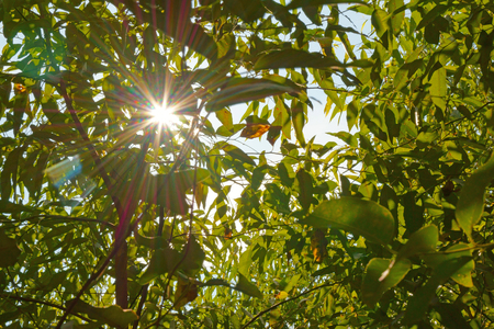 Sun rays through the foliageの写真素材