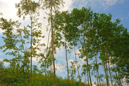Trees on hill against a bright blue skyの写真素材