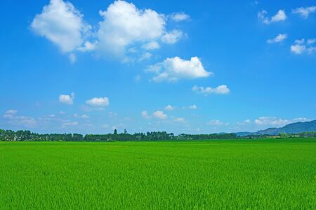Field and skyの写真素材