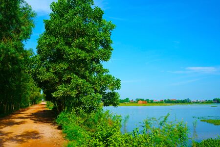 The trees along the lakeの写真素材