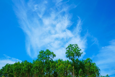 Trees on hill against a bright blue skyの写真素材