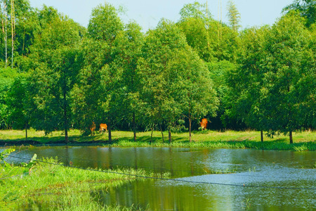 Tranquil scenery in wetlandの写真素材