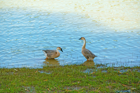 The geese find food on the riverの写真素材