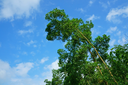 Trees on hill against a blue skyの写真素材